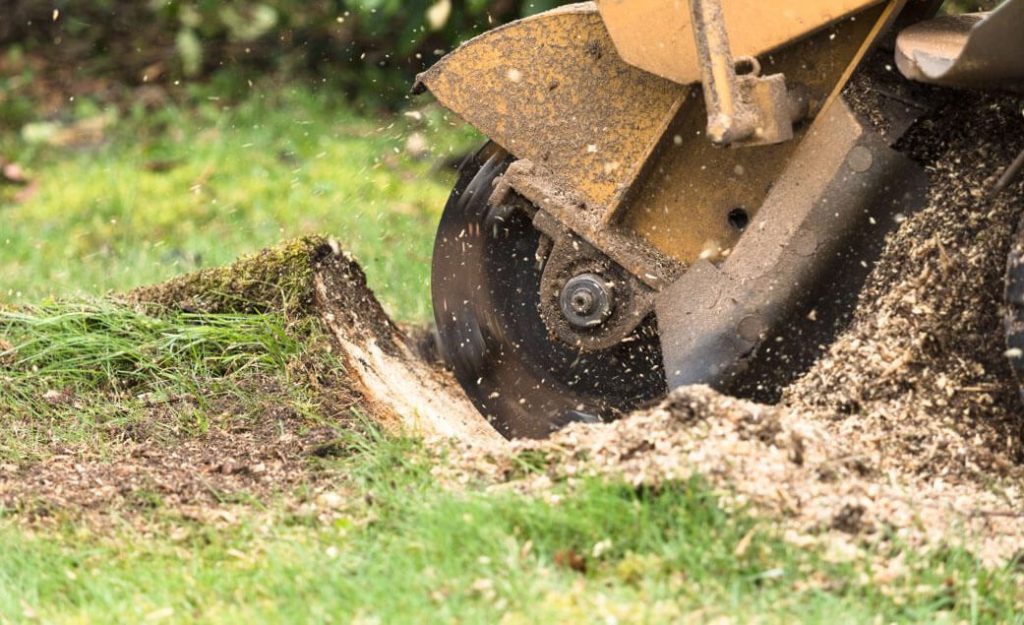 Tree Removal & Stump Grinding