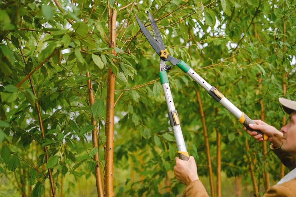 Tree Pruning & Trimming