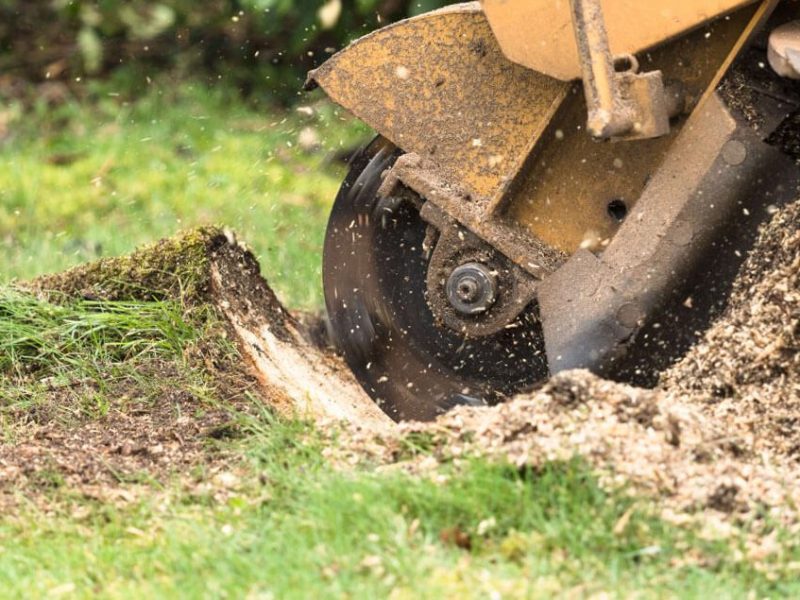 Tree Removal & Stump Grinding